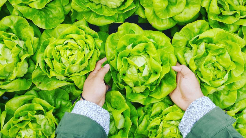 Sorry Haters, New Study Proves Vegan Diet Reduces Carbon Footprint By 73%