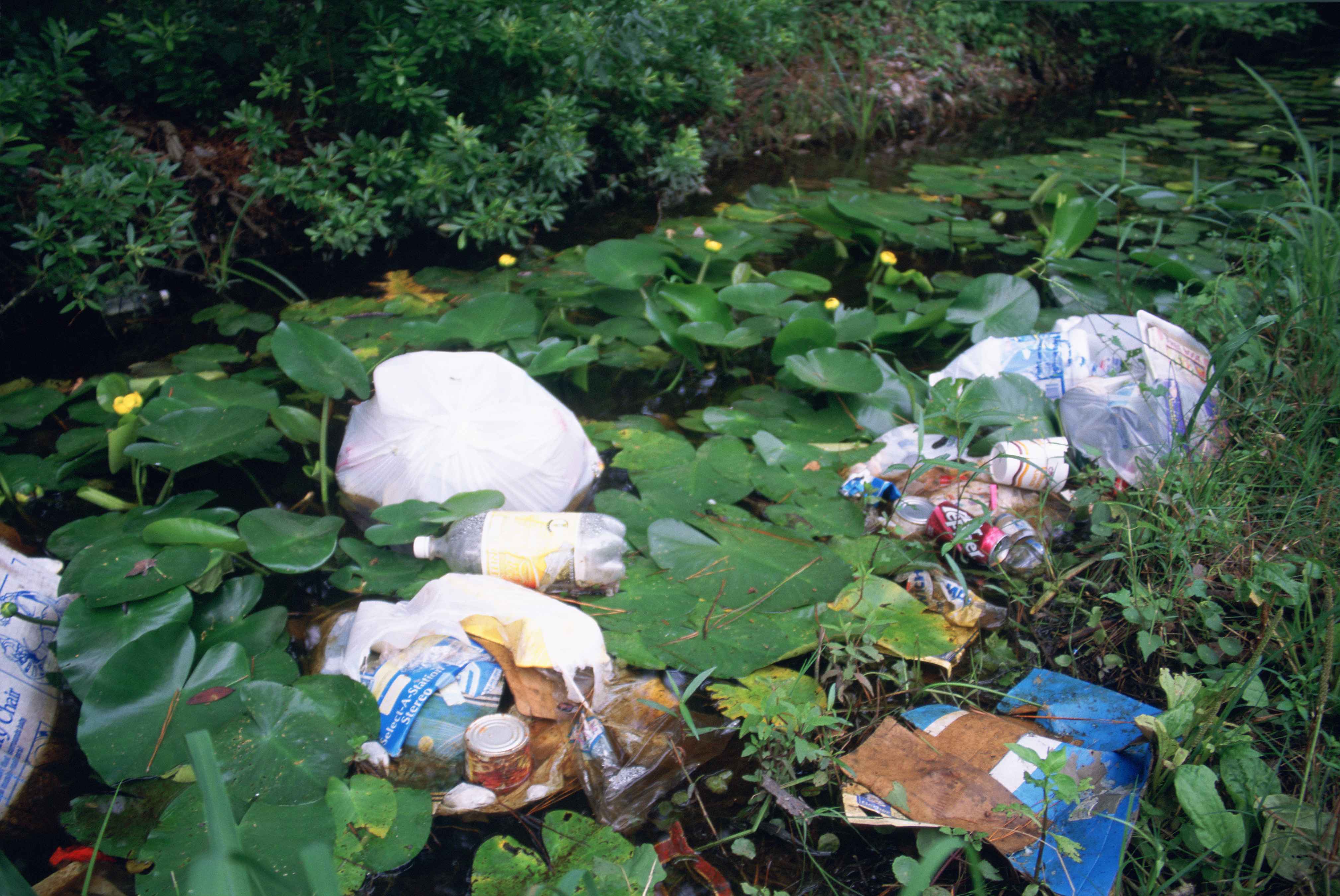 Litter and Plastic Bags in U.S. Wetland
