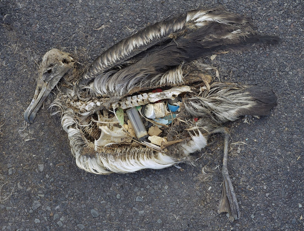 Albatross, Death by Plastic