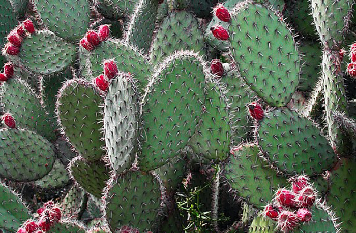 # Cactus Skincare Products To Take Your Succulent Addiction To The Next Level