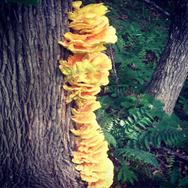 Chicken of the Woods, found on tree
