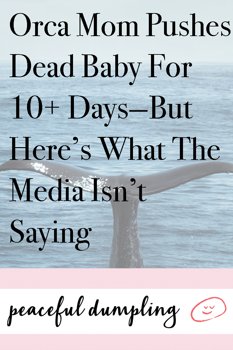 Orca Mom Pushes Dead Baby For 10+ Days—But Here’s What The Media Isn’t Saying