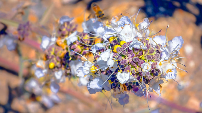 white sage bush in the wild