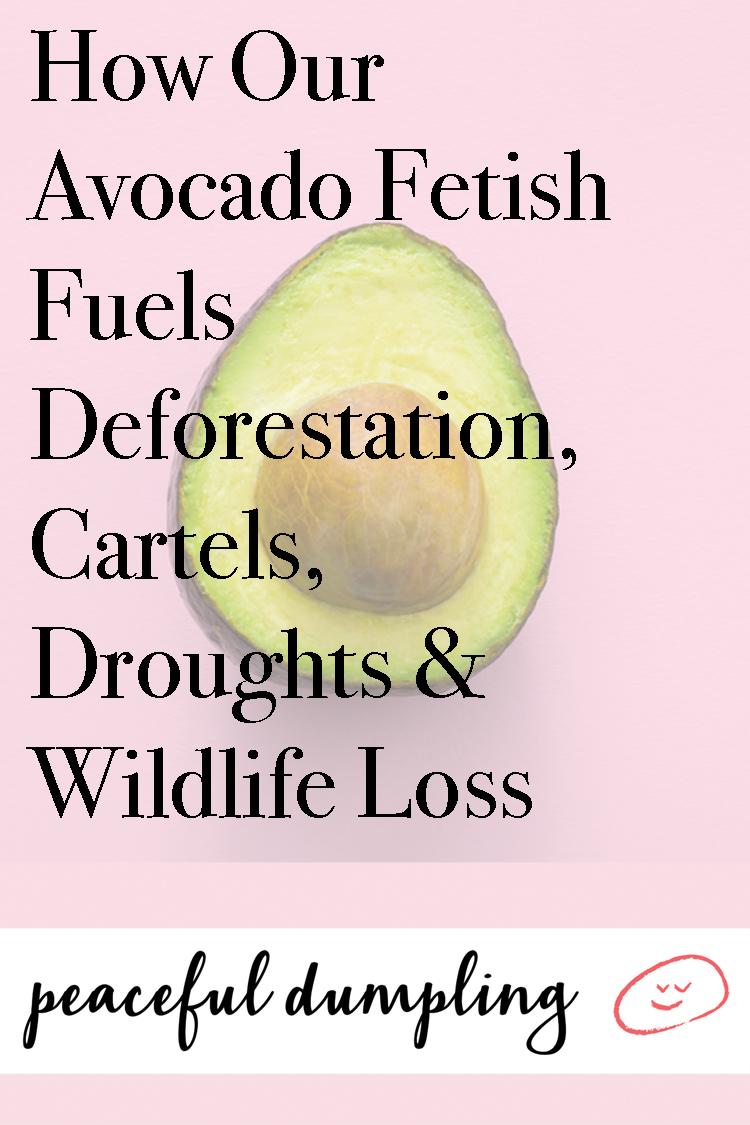 How Our Avocado Fetish Fuels Deforestation, Cartels, Droughts & Wildlife Loss