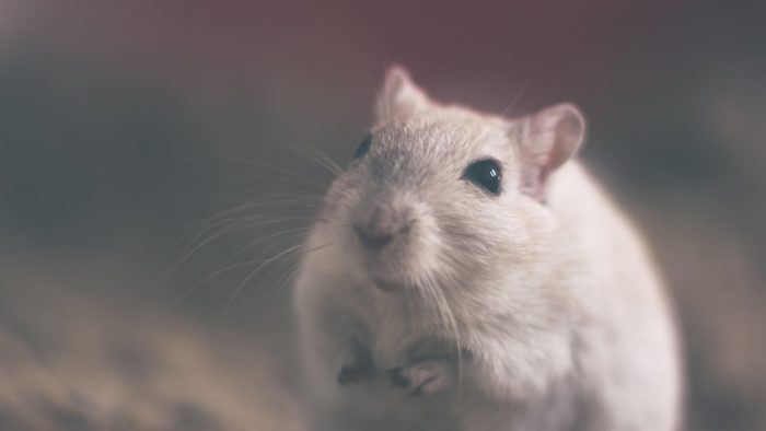 Could Artificial Intelligence Replace Animal Testing?