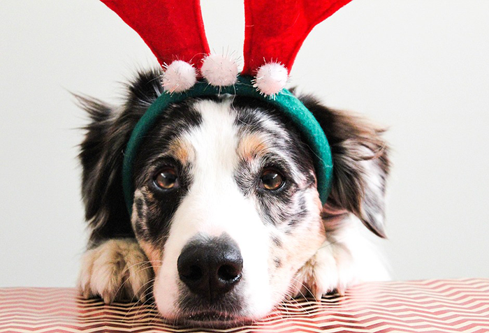 10 Xmas Gifts That Give Back To Animals