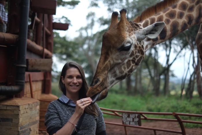 Giraffe feeding and conservation and giraffe centre Nairobi Kenya