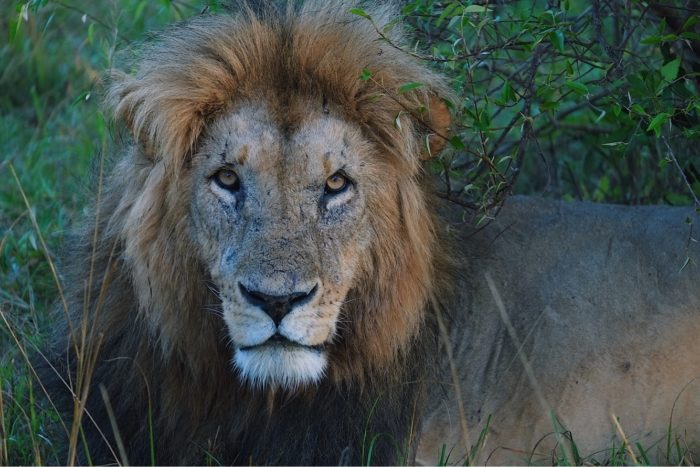 Close up of a lion on safari in Kenya Masai Mara