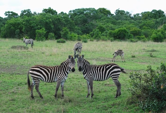 Zebras in Kenya's Masai Mara