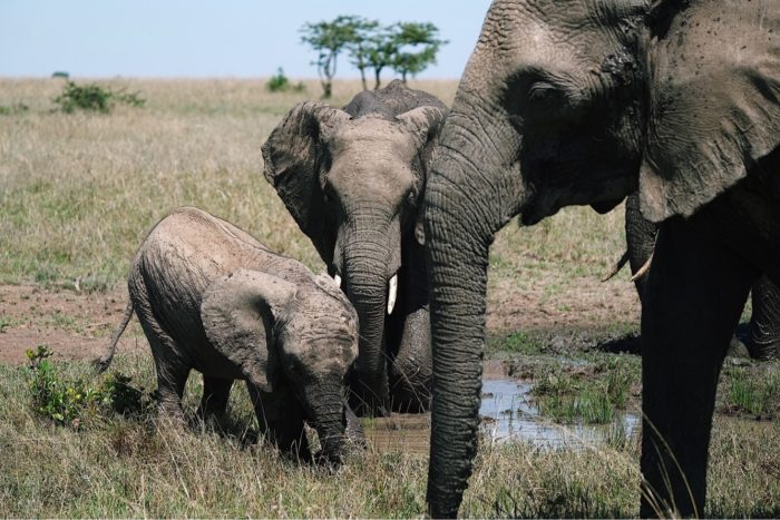 Elephants on safari in Masai Mara Kenya