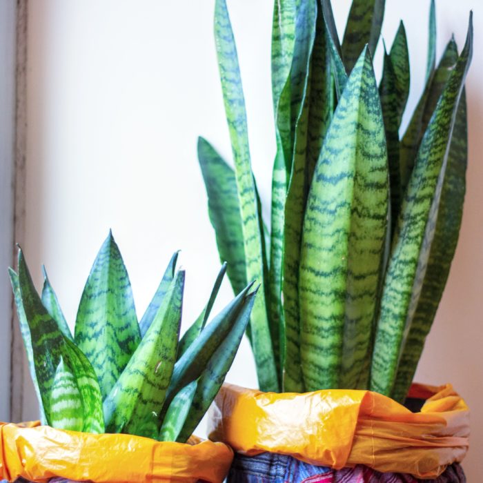 sansevieria snake plant is an air purifying plant and easy to grow