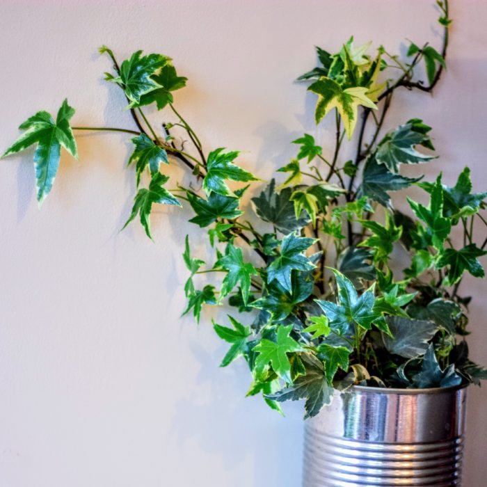 english ivy is an air purifying plant