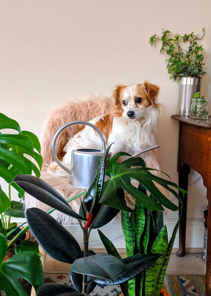 my dog nacho surrounded by air purifying plants