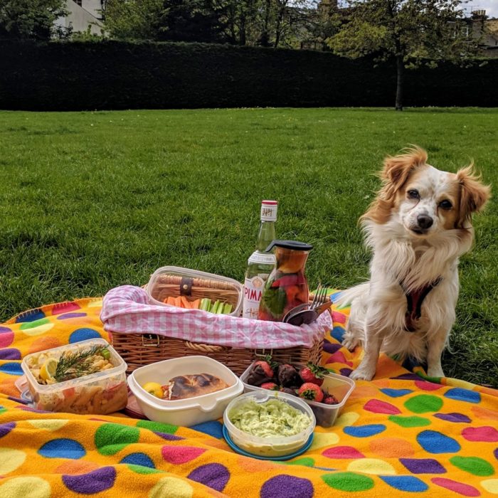 Nacho the vegan dog guarding my vegan picnic