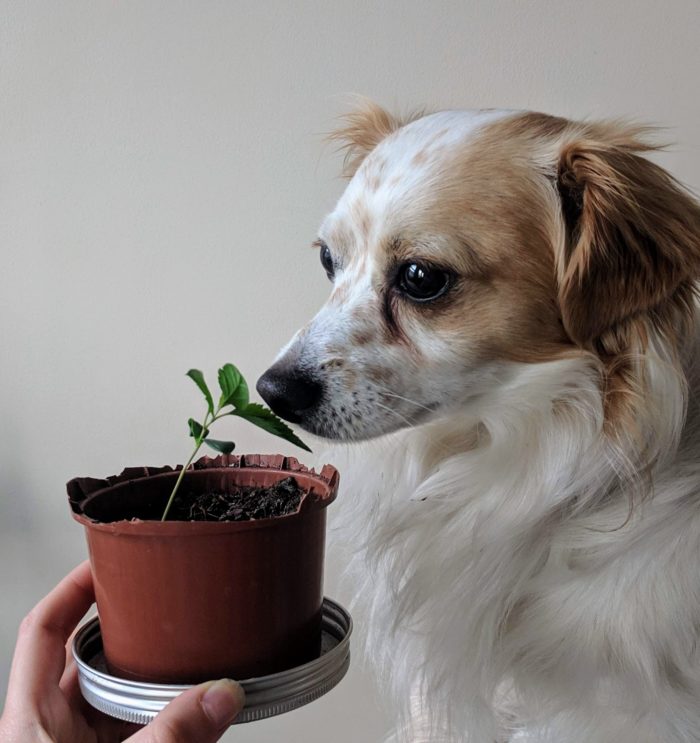 apple grown from seed ft. nacho the dog