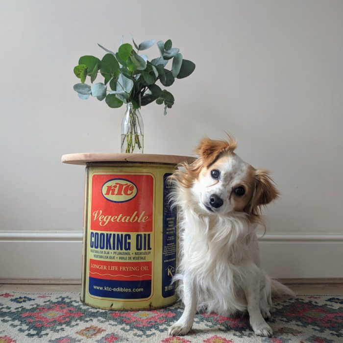 Nacho looking cute with my zero waste repurposed tin table and bottle vase