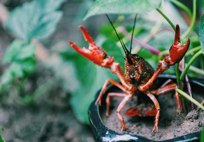 This Lobster Doesn't Want To Become Biodegradable Plastic