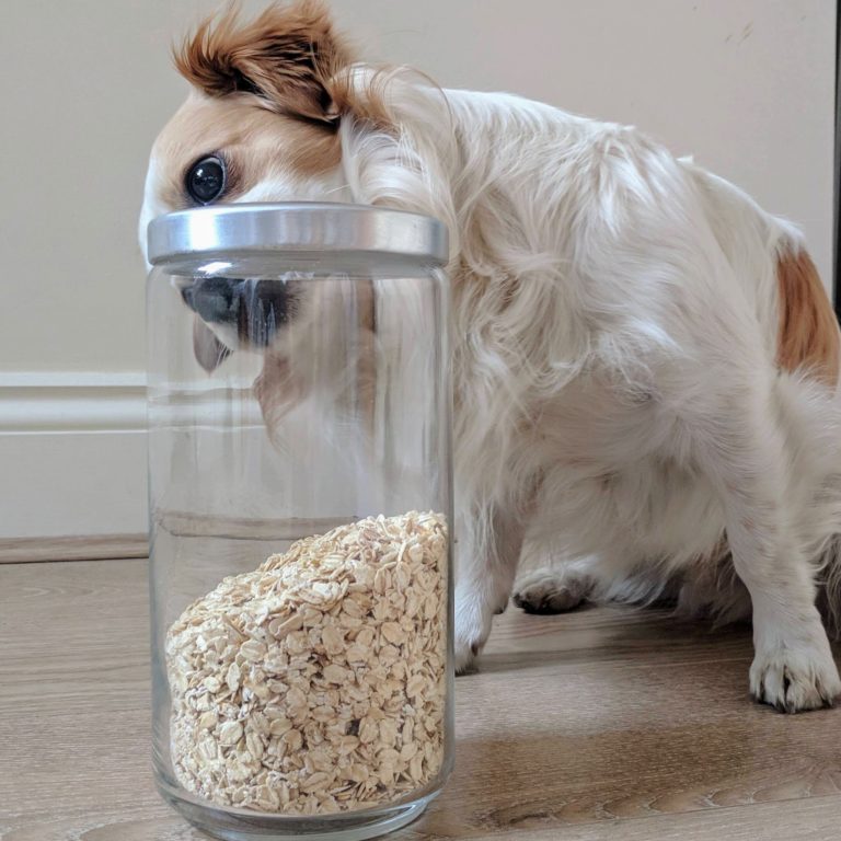 zero wate oats in a jar ft. nacho the dog