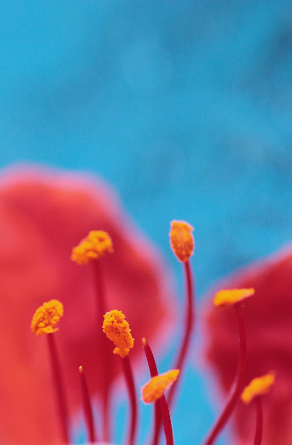 Beautifying Hibiscus Tea Deserves To Be Your Cool-Girl Wellness Tonic For Summer