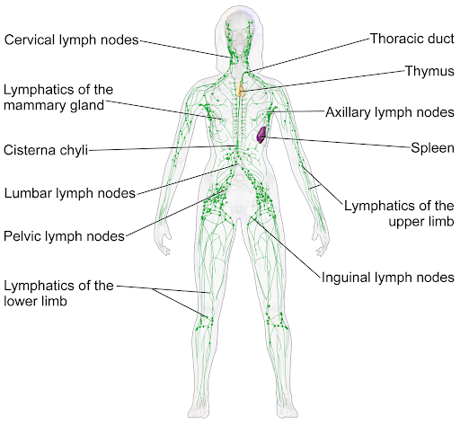 lymph nodes pathway skin