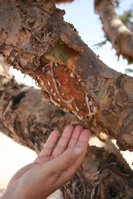 The sap from the tree gets used for Frankincense essential oil.