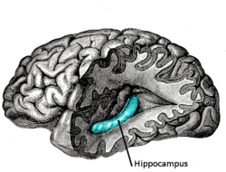 neurogenesis-neurons-hippocampus
