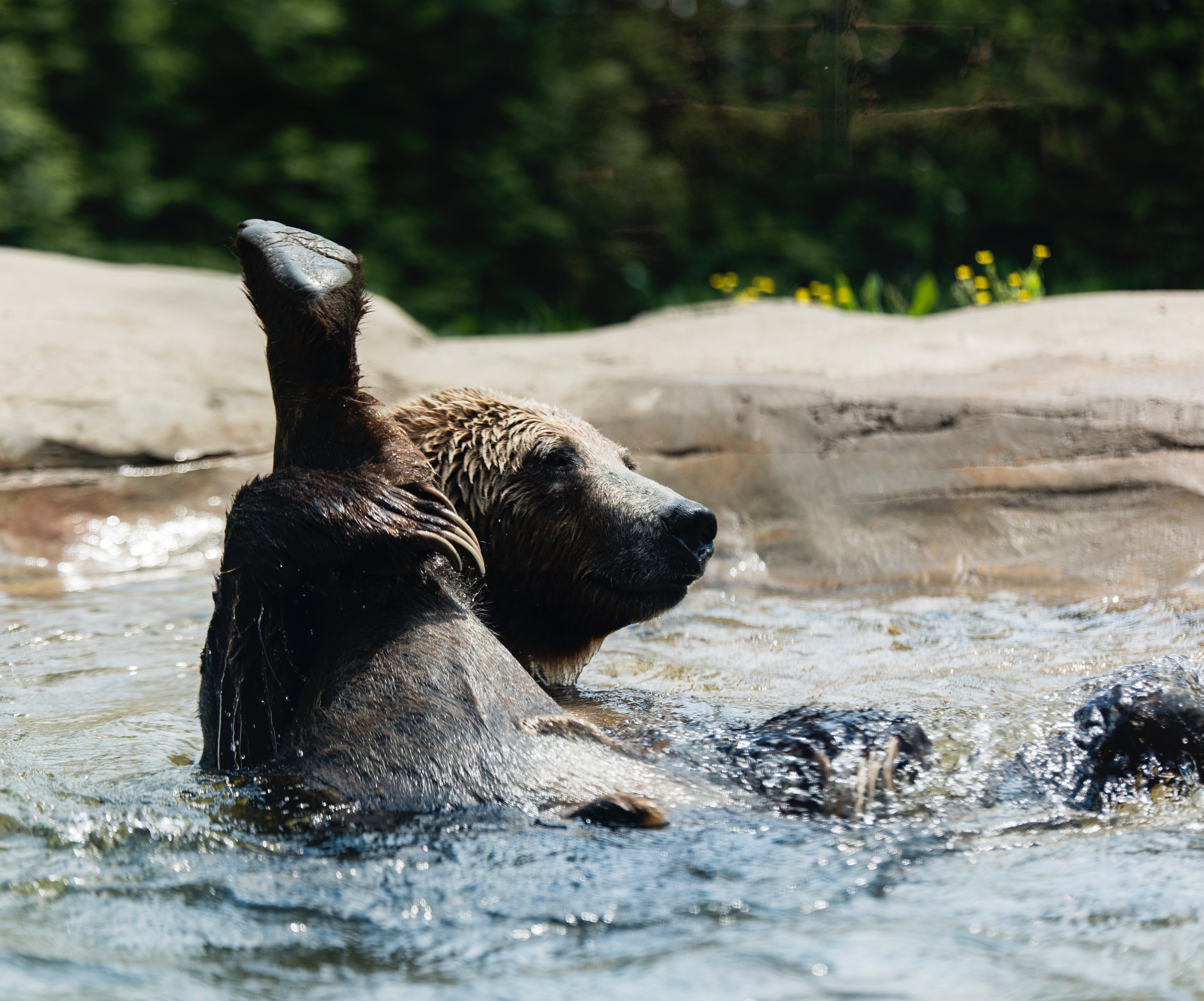 Grizzly bear playing in water