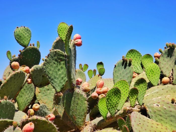 healthy-taco-tuesday-nopal