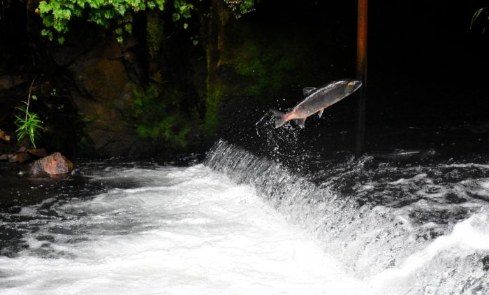 Salmon jumping out of a stream