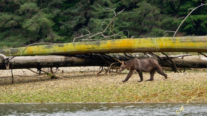 Starving Grizzly bear in canada