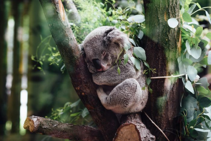 Sleeping Koala on a Tree