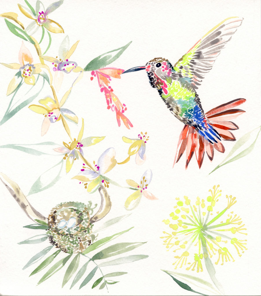 Original Hummingbird Illustration by Claire Wilson