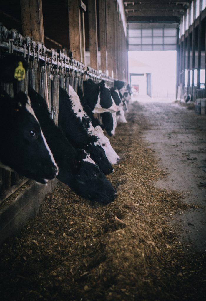 dairy cows in stalls