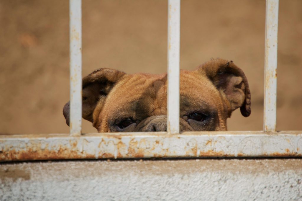 puppies behind bars