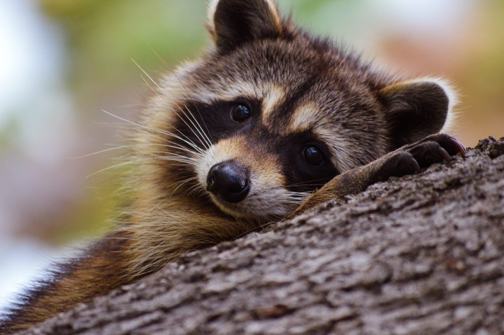 Raccoon Sitting on a Tree