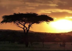 Nature Serengeti Sunset