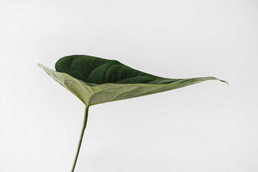 Large tropical leaf on a white background