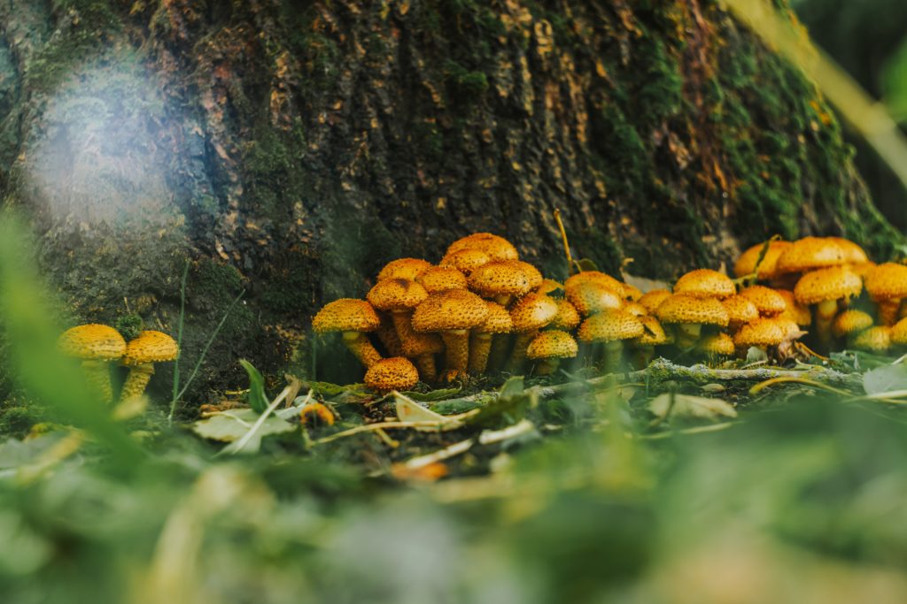 Orange mushrooms at the base of a tree
