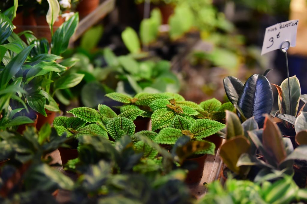 Herbs For Sale at a Market