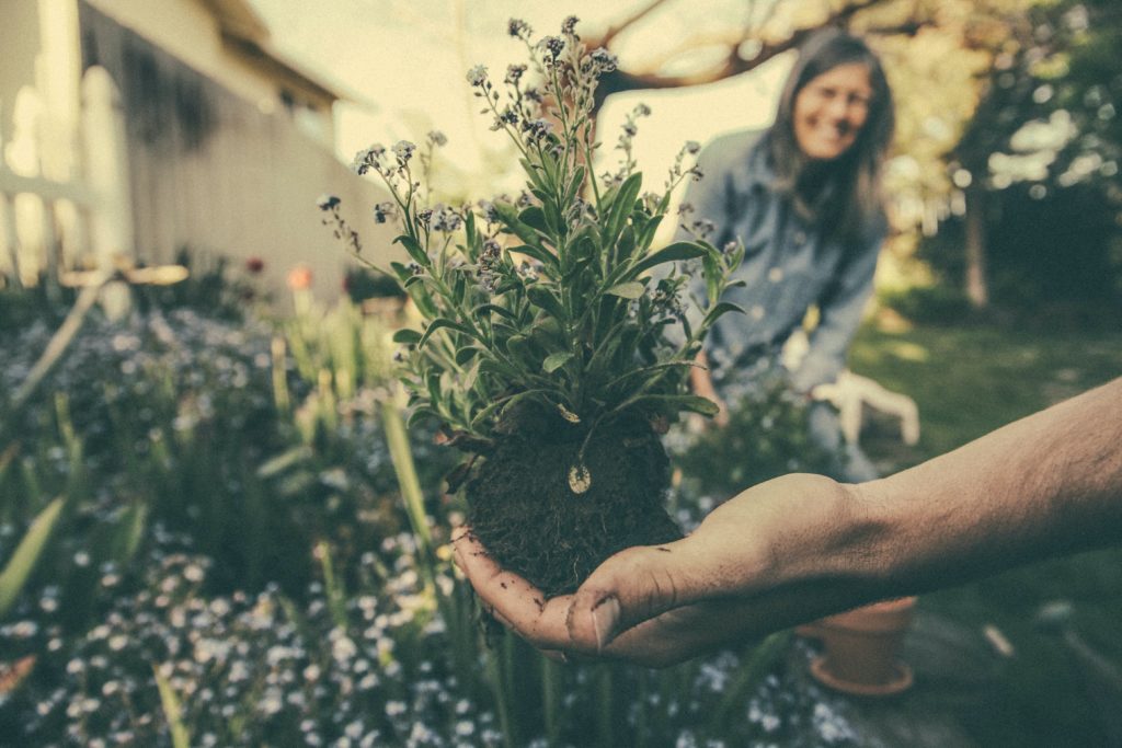 People Gardening, person holds plant in soil