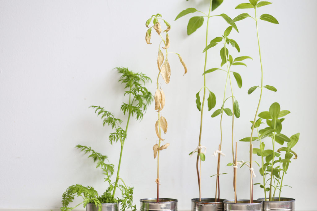 Tin Can Indoor Garden