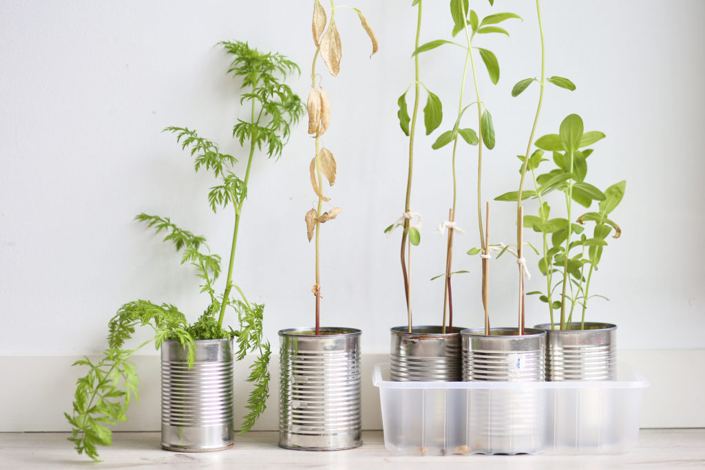 Tin Can Indoor Garden