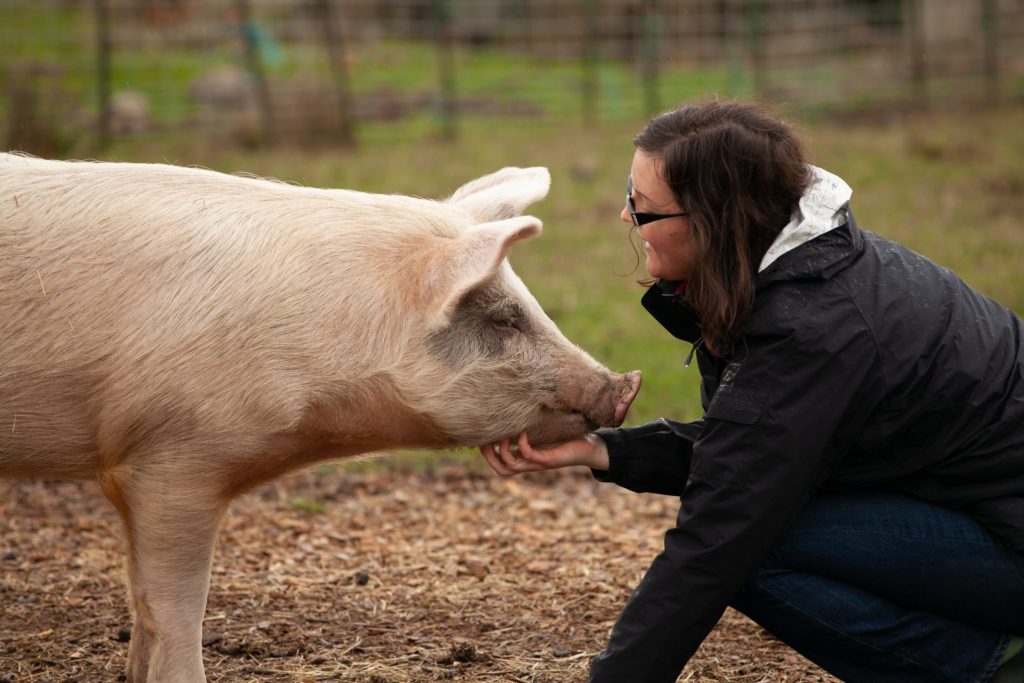 Are Farm Animal Sanctuaries Effective Tools for Vegan Activism? New Study  Says Yes