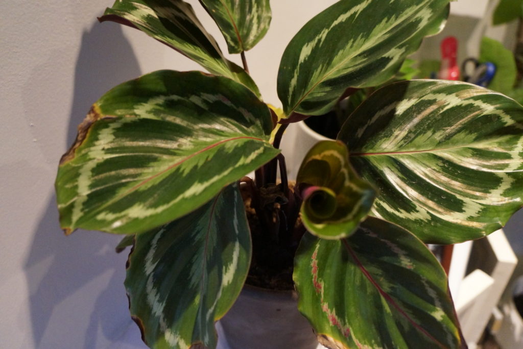 calathea medallion