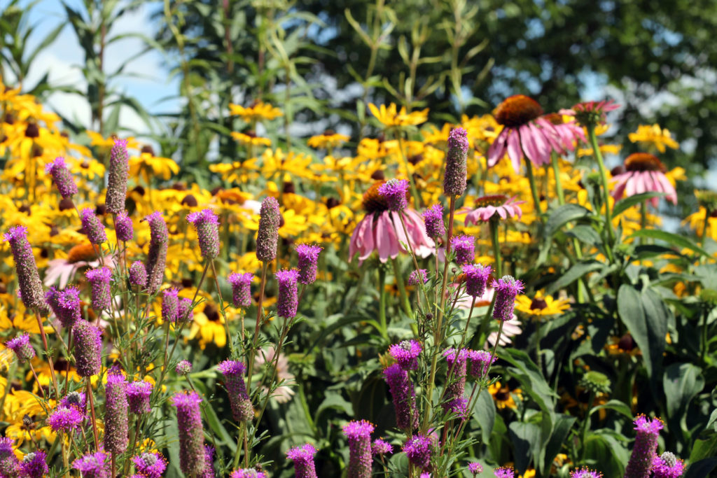 pollinator garden photo