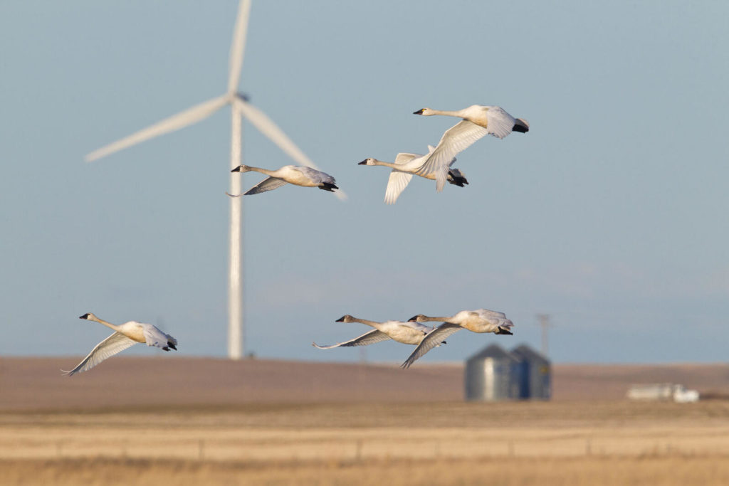 birds and wind farm