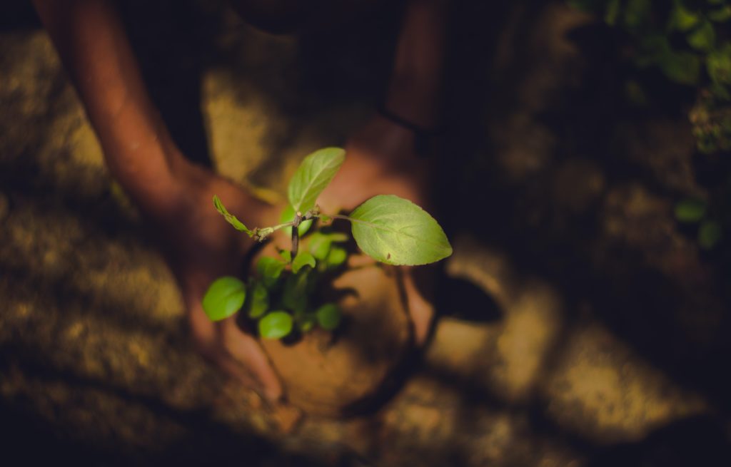 A pair of hands planting a sapling