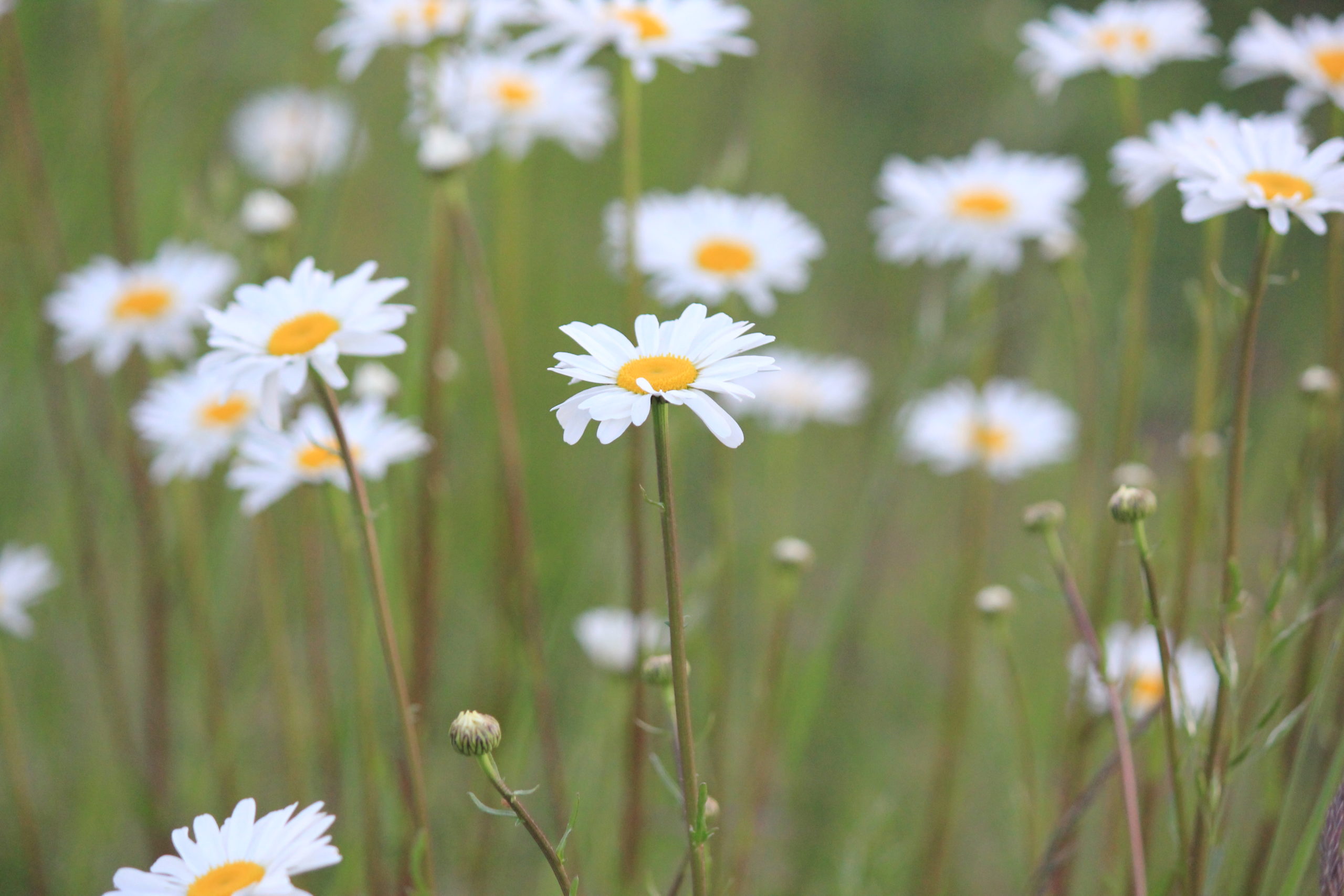 wildflowers_prairie