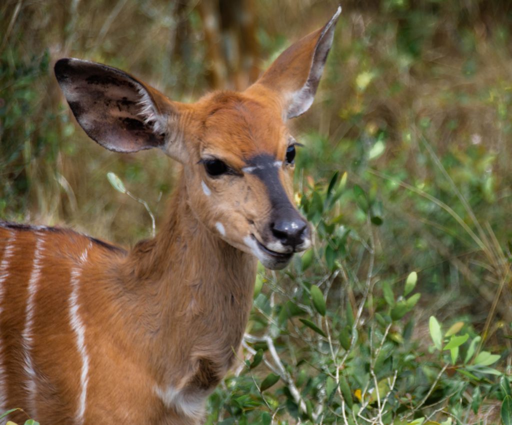 Nyala found in an area for biodiversity conservation