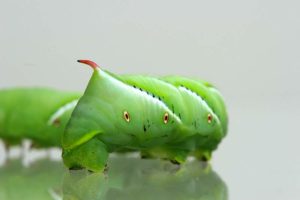 Tobacco Hornworm